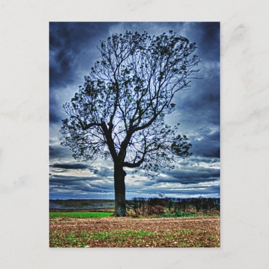 The Tree HDR Postcard Postkarte (Vorderseite)