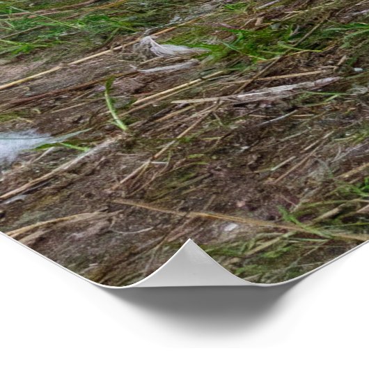 The Walk About Poster (Ecke)