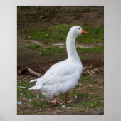 The Walk About Poster (Vorne)