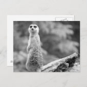 "The Watchman" Postkarte (Vorne/Hinten)