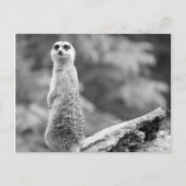 "The Watchman" Postkarte (Vorderseite)