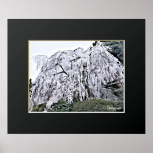 The Weeping Cherry Tree Poster