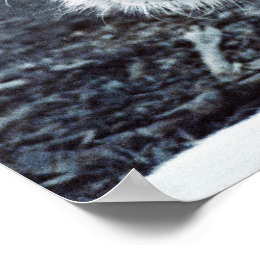 The White Tiger Poster (Ecke)