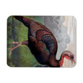 The Wild American Turkey Cock, Illustration von " Magnet (Horizontal)