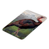 The Wild American Turkey Cock, Illustration von " Magnet (Linke Seite)