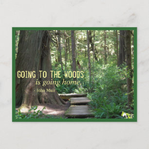The Woods (Olympic N.P.) Postkarte