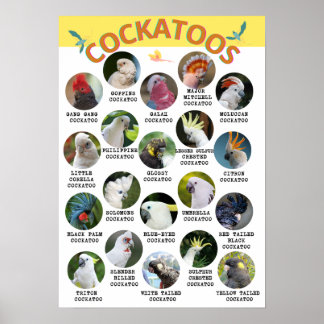 The World of Cockatoos - Printable Poster - B2 und