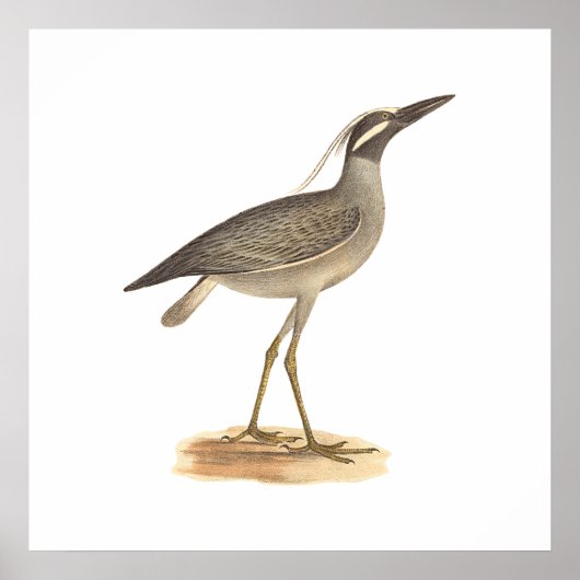 The Yellow-gekrönte Night Heron (Ardea violacea) Poster (Vorne)