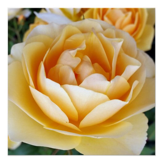 The Yellow Rose Poster (Vorderseite)