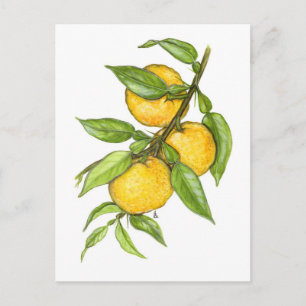 The Yuzu Collection Postkarte