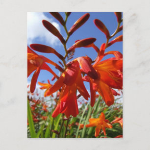 Thema Blume Power Postkarte