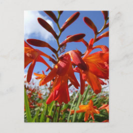 Thema Blume Power Postkarte