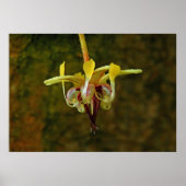 Theobroma Cacao Tree Blume Poster (Vorne)