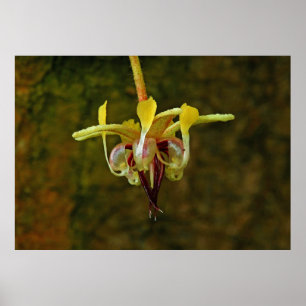 Theobroma Cacao Tree Blume Poster