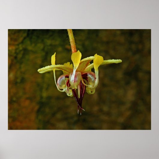 Theobroma Cacao Tree Blume Poster (Vorne)