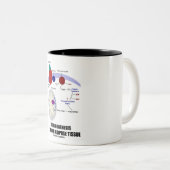 Thermogenesis in Fettgewebe Browns Zweifarbige Tasse (VorderseiteRechts)