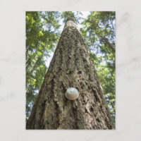 Thermostat auf einem hohen Baum im Wald