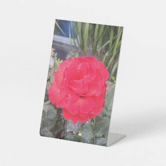 Thiep hoa hong sockelschild