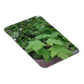 Thimbleberry Magnet (Rechte Seite)