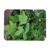 Thimbleberry Magnet (Horizontal)