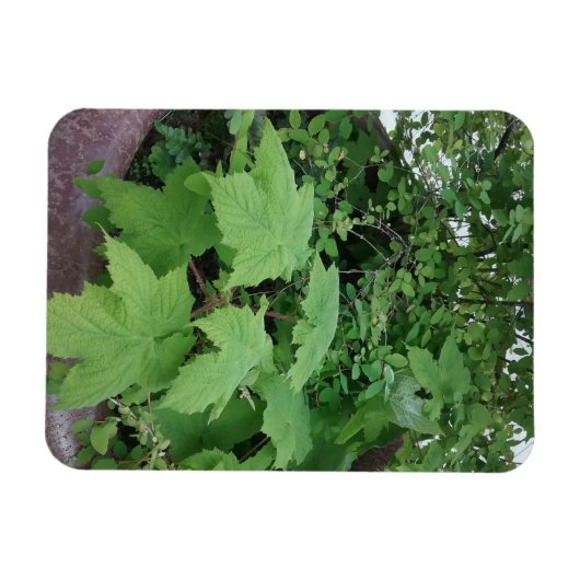 Thimbleberry Magnet (Horizontal)