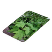 Thimbleberry Magnet (Linke Seite)