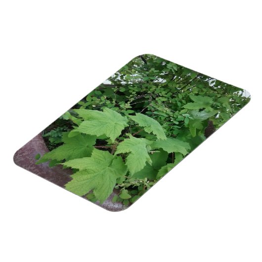 Thimbleberry Magnet (Linke Seite)