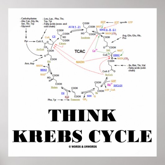 Think Krebs Cycle (Citric Acid Cycle - TCAC) Poster (Vorne)