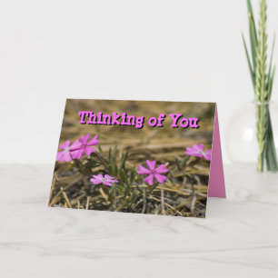 Thinking of You Blank Inside Pink Phlox Wildflower Karte
