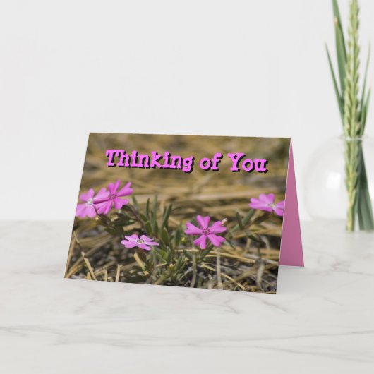 Thinking of You Blank Inside Pink Phlox Wildflower Karte (Vorderseite)