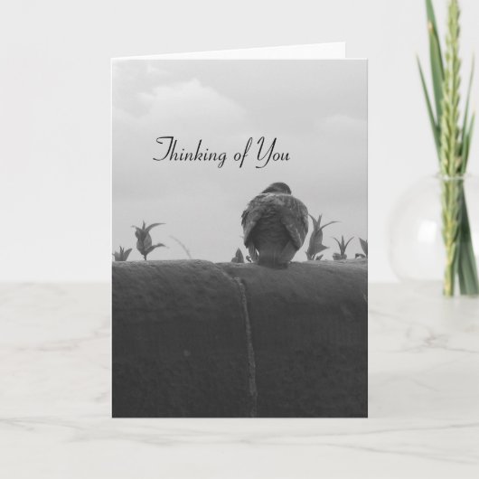 Thinking of You Pigeon Karte (Vorderseite)