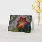 Thinking of You, Stargazer Amaryllis Karte (Gelbe Blume)