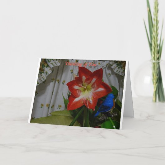 Thinking of You, Stargazer Amaryllis Karte (Vorderseite)