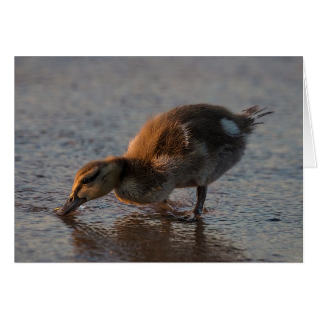 Thirsty Baby (Vorderseite (Horizontal))