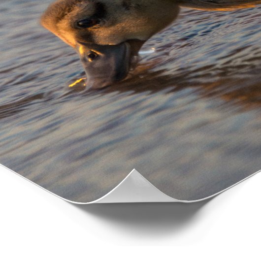 Thirsty Baby Poster (Ecke)