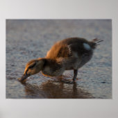 Thirsty Baby Poster (Vorne)