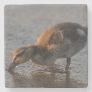 Thirsty Baby Steinuntersetzer