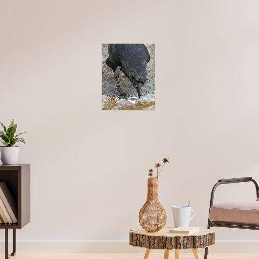 Thirsty Crow Drink Water Fotografie Poster (Wohnzimmer 3)
