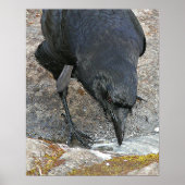 Thirsty Crow Drink Water Fotografie Poster (Vorne)