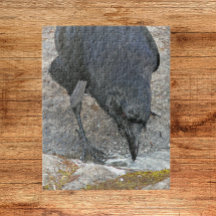 Thirsty Crow trinkt