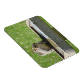 Thirsty Eichhörnchen auf dem Bird Bath Magnet (Rechte Seite)