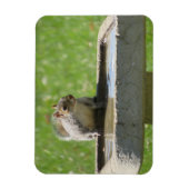 Thirsty Eichhörnchen auf dem Bird Bath Magnet (Vertikal)