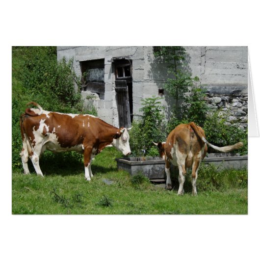 Thirsty Fleckvieh (Vorderseite (Horizontal))