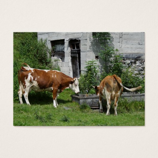 Thirsty Fleckvieh (Vorderseite)