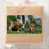 Thirsty Fleckvieh (Insitu)