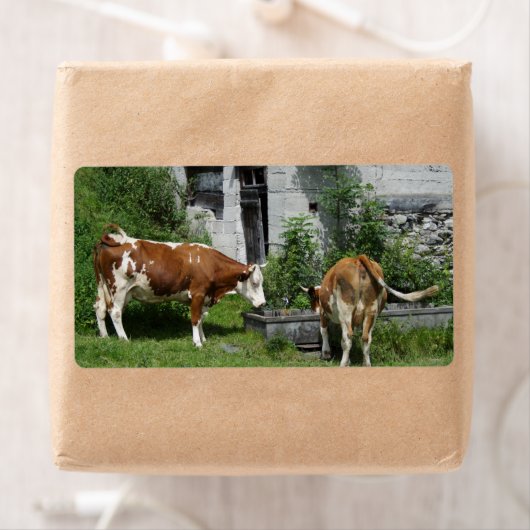 Thirsty Fleckvieh (Insitu)