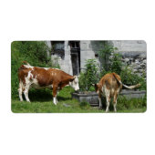 Thirsty Fleckvieh (Vorne)