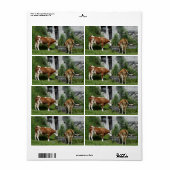 Thirsty Fleckvieh (Vorne)