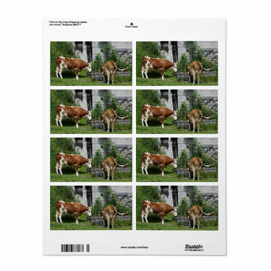 Thirsty Fleckvieh (Vorne)