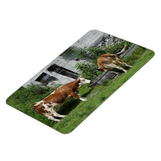 Thirsty Fleckvieh Magnet (Linke Seite)